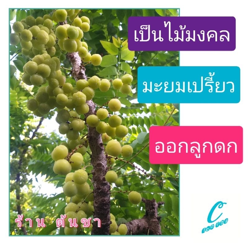 ต้นมะยม(ออกลูกตลอดปี) ไม้มงคล มะยมพร้อมปลูก