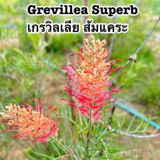 ขายกิ่งพันธุ์ สนเกรวิลเลีย "Grevillea Superb" สีโอรสแคระ หรือ สีส้มแคระ กิ่งทาบสูง40-60cm.ต้นไม้นำเข้าต่างประเทศ