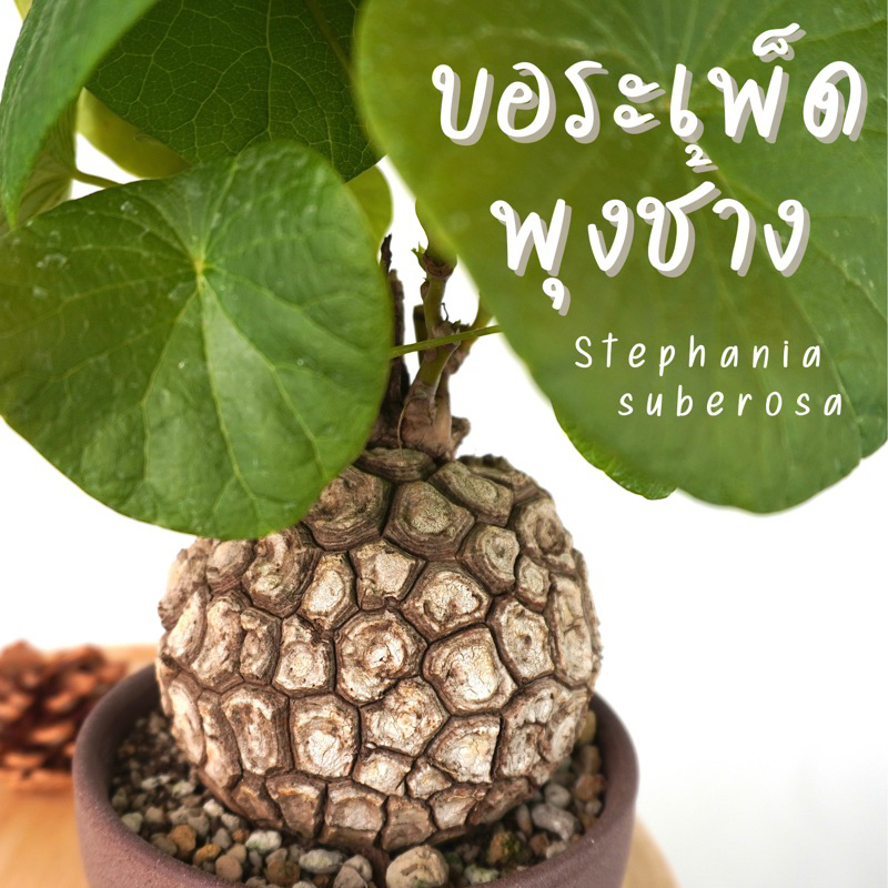 stephania suberosa บอระเพ็ดพุงช้าง จัดส่งฟรี  ไม้โขดหายาก เลือกหัวได้ ลายแตกสวย💯💯 แพ็คอย่างดีปลอดภัยแน่นอน
