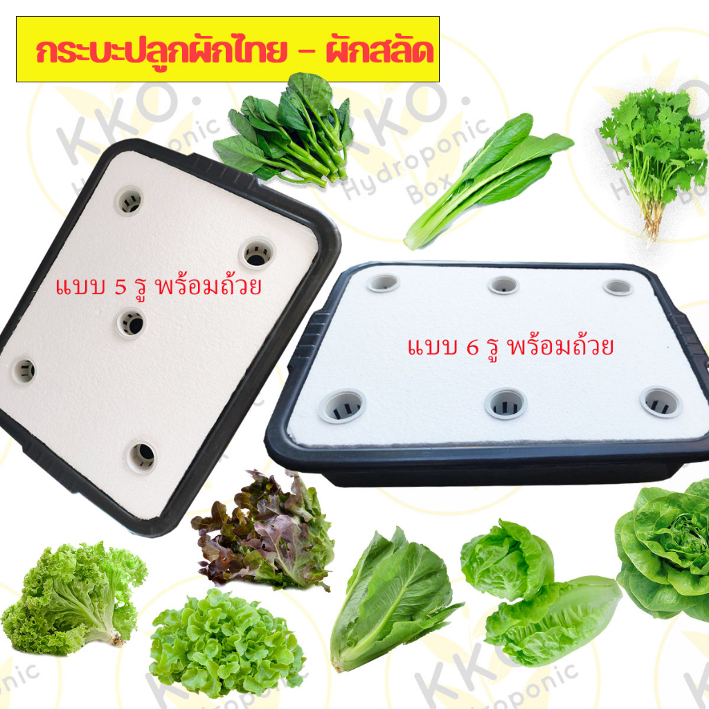 กระบะปลูกผักไทยและผักสลัด,กล่องโฟมปลูกผัก,ปุ๋ย,กล่องโฟม