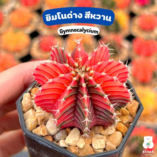 💛 ยิมโนด่าง ยิมโนหัวสี Gymnocalycium  💛 🌵แคคตัส กระบองเพชร