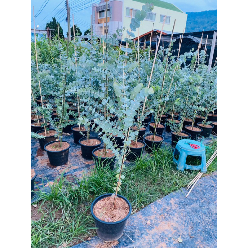 ต้นยูคาลิปตัส เบบี้บลู ใบกลม ใบมีกลิ่นหอม เลี้ยงง่ายเลี้ยงแดด100%