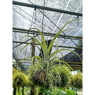 Tillandsia capitata พร้อมตอแขวน