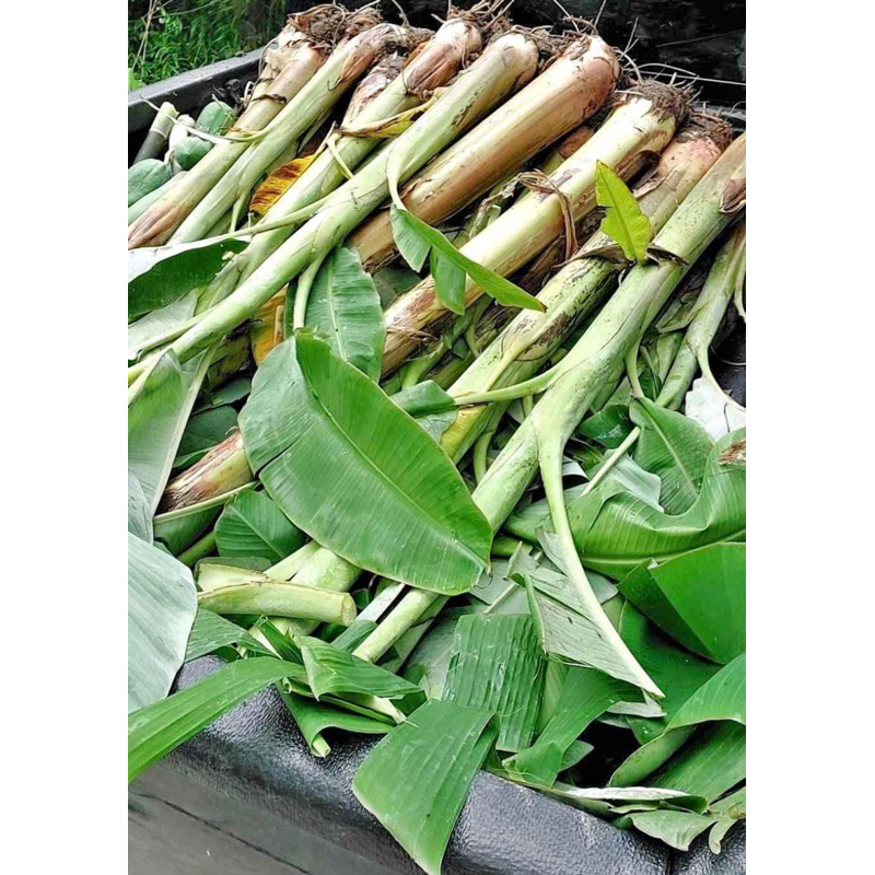 กล้วยน้ำว้าพันธุ์มะลิอ่อง ชุด 3 หน่อ 99 บาท ผลสุกหวานอร่อยขายได้ราคาสูง หรือที่ใช้ทอดกล้วยแขก ปลูกง่ายปลูกได้ทุกพื้นที่ - รูปที่ 2