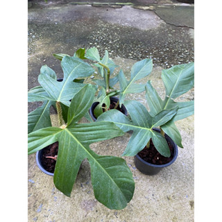 ฟิโลก้ามกุ้งขน Philodendron Squamiferums​