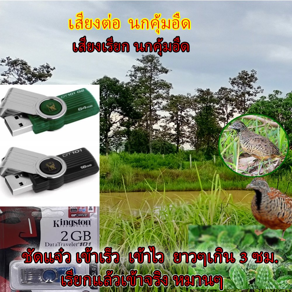 เสียงต่อนกคุ้มอืด นกวัก นกตูม นกอี่ลุ่ม  นกไก่นา เสียงต่อยาวๆ ไม่มีโฆษณา เสียงนกอีลุ้ม นกตูม 2เสียงใน1แฟลไดร