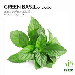 กระเพราเขียวอินทรีย์ Organic Green Basil ปลูกธรรมชาติมาตรฐานออร์แกนิค IFOAM ผักสลัด ผักสด เก็บ-แพ็ค-ส่ง เก็บใหม่ทุกออเดอ