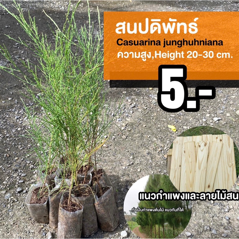 ต้นสนปดิพัทธ์ (จำนวน 10 ต้น) สูง 20-30 เซน Casuarina junghuhniana