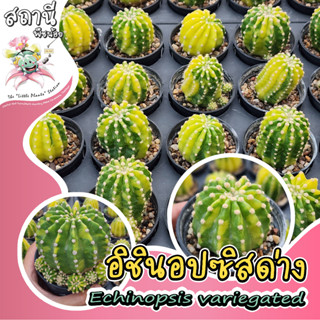 Echinopsis อิชินอปซิสด่าง ชำหน่อ กระบองเพชร ไม้อวบน้ำ succulent แคคตัส cactus