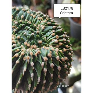 LB 2178 Cristata ไม้กราฟ cactus