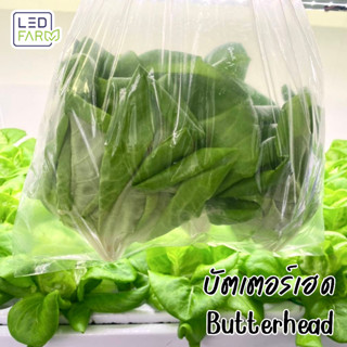 [ตัดสดทุกออเดอร์] บัตเตอร์เฮด (Butter Head Lettuce) | ผักสลัด สดสะอาด ปลอดสารเคมี