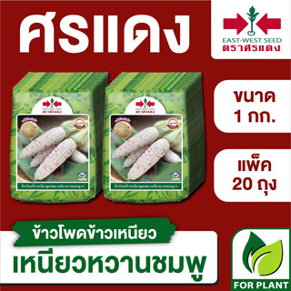 ขายส่ง เมล็ดพันธุ์ ศรแดง BIG ข้าวโพดข้าวเหนียว เหนียวหวานชมพู  ขนาด 1 กิโลกรัม (1 กก. X 20 ถุง)