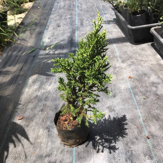 สนมังกร กล้าสนมังกร🌲 สูงประมาน 25-30 ซม. เลี้ยงง่ายชอบแดด ประดับออฟฟิต รั้วบ้าน ตัดแต่งกิ่งได้ตามต้องการบอนไซ