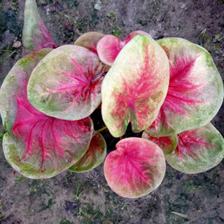 วันพฤหัส บอนสี Caladium