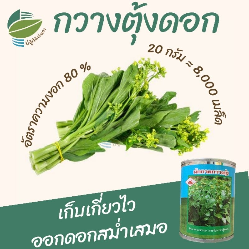 เมล็ดพันธุ์ ผักกาดกวางตุ้งดอก มู่หลาน ( Flowering Pokchoy)