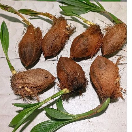 ต้นมะพร้าวกะลาเล็กแบบแกะพร้อมส่ง  วัตถุดิบทำบอนไซ