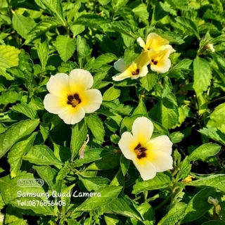 ต้นดอกบานเช้า สีเหลือง,สีขาว สวยหวาน ดอกใหญ่