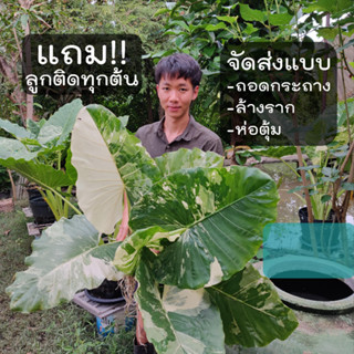 ต้นบอนกระดาษด่าง (ไซส์ตั้งแม่)  Alocasia macrorrhizos บอนกระดาดด่าง บอนด่าง บอนกระดาษ