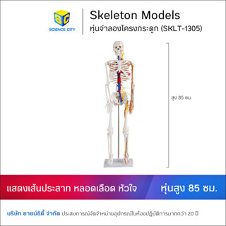 หุ่นโครงกระดูกมนุษย์และเส้นประสาท 85 ซม. (Skeleton Model)