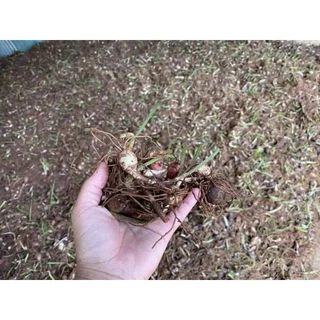 ดอกบัวดิน1ชุด5หัวพันธุ์ คละสี ชมพู ขาว เหลือง ชมพูอมขาว ดอกไม้ไม้ประดับ