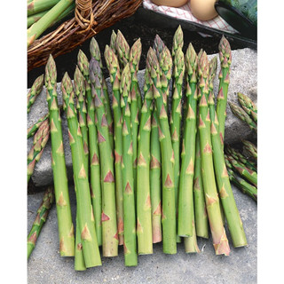 เมล็ด หน่อไม้ฝรั่ง พันธุ์เมรี่ วอชิงตัน - Mary Washington Asparagus 50 เมล็ด