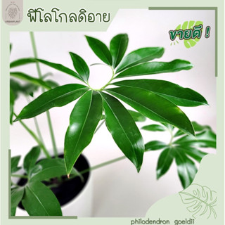 ฟิโลเดนดรอนโกลดิอี้/ฟิโลโกลดิอาย/Philodendron Goeldii