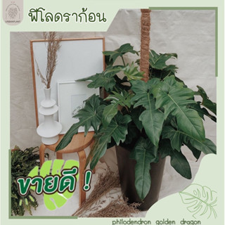 ฟิโลเดนดรอนโกลเด้นดราก้อน/โกลเด้นดราก้อน/Philodendron Golden Dragon