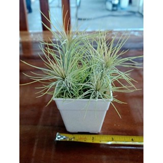 Tillandsia funckiana ไม้รากอากาศ