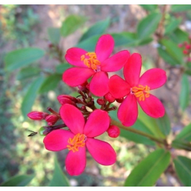 ต้นเข็มปัตตาเวีย (สีแดง) Patsorntree