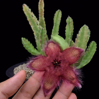 Stapelia hirsuta เก๋งจีน ***เด็ดสด4กิ่ง***