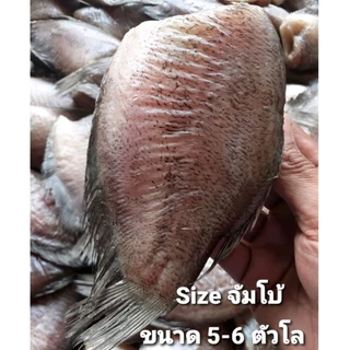 ปลาสลิดแดดเดียวทอดตัวใหญ่ 5-6 ตัวโล(น้ำหนักชั่งก่อนทอด) ฉีกซองอุ่นได้ทันที