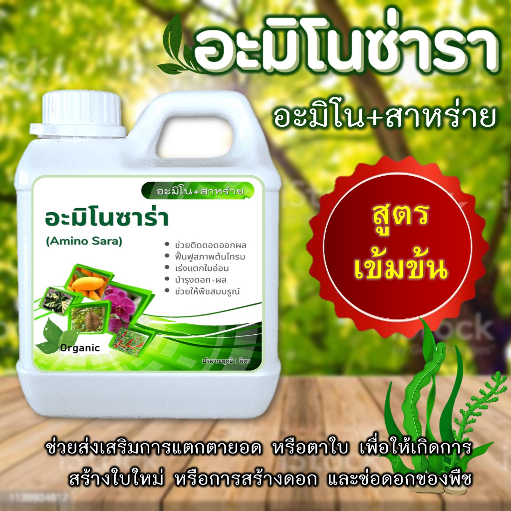 สารบำรุงสำหรับพืช (สาหร่าย+อะมิโน) ช่วยเปิดตาดอก เปิดตากิ่ง เร่งดอกยืดช่อ ขั้วเหนียว ใช้ฉีดพ่นทางใบ