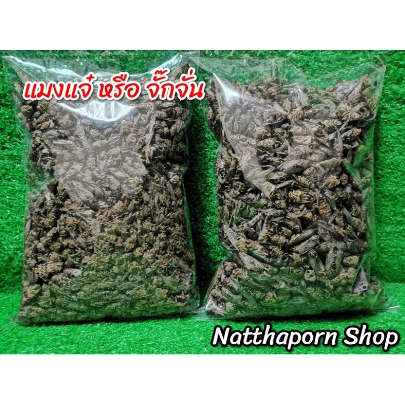 แมงแจ๋ หรือ จั๊กจั่น ของกินหายาก​ (ตากแห้ง)