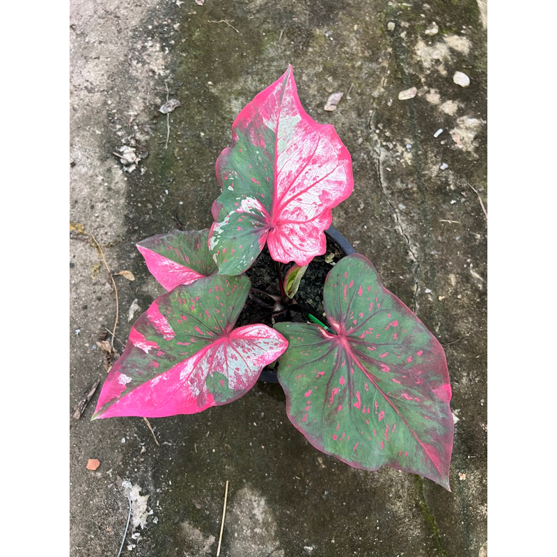 บอนสีเพชรจรัสแสงในกระถาง6”