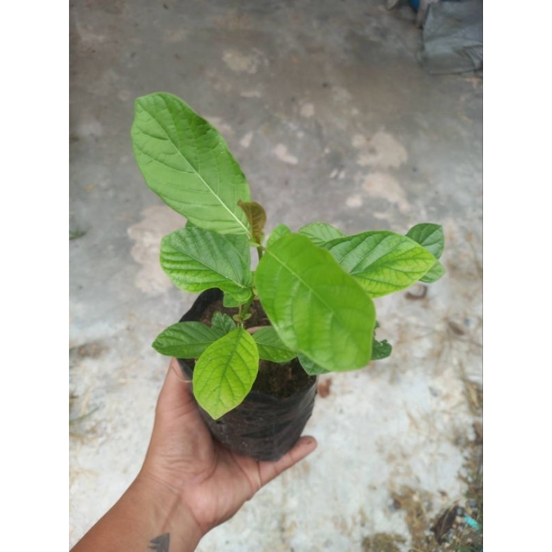 ต้นพันธุ์กระทุ่มขนาด15-30cm - รูปที่ 3