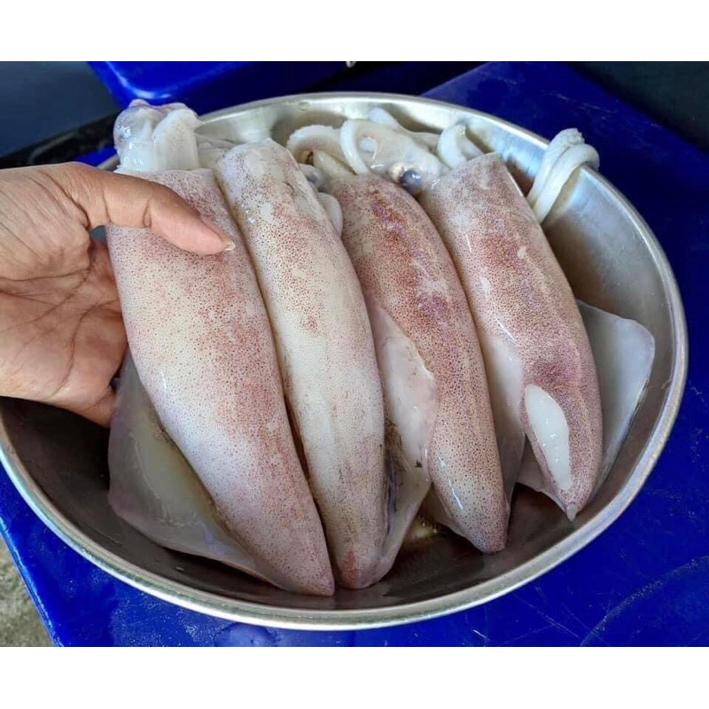 หมึกไข่ หมึกกล้วย หมึกสด
