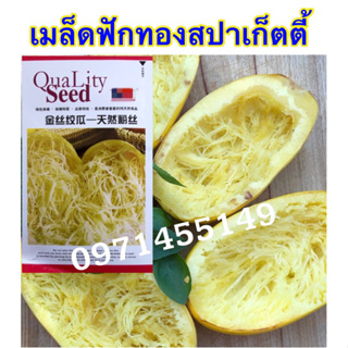 เมล็ดฟักทองสปาเก็ตตี้  20เมล็ด  spaghetti squash Original Packaging  สายพันธุ์ OP