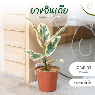 Treeno.9  T1 ยางอินเดีย ด่างขาว (1 ต้น / 3 ต้น ใน 1 กระถาง) กระถาง 4.5 - 6 นิ้ว สูง 25-35 cm. (Rubber Plant) เพาะเมล็ด ต้นสวย ไม้ฟอกอากาศ ไม้มงคล