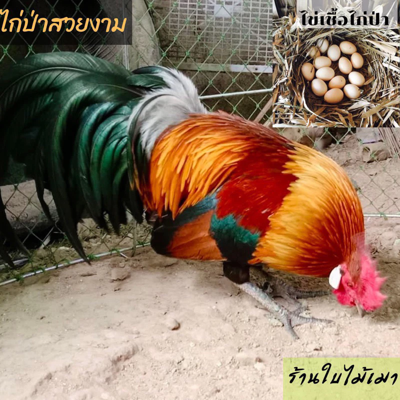 ไข่เชื้อไก่ป่า ไก่หูขาว สำหรับนำไปฟัก ไข่มีเชื้อ (สั่ง 5ใบ แถมฟรี 1ใบ)