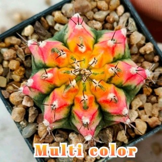 Gymno Multi taiwan มัลติไต้หวัน สีส้มแดง