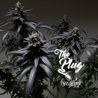 Blue Sherbet S1 - The Plug Seedbank Seeds