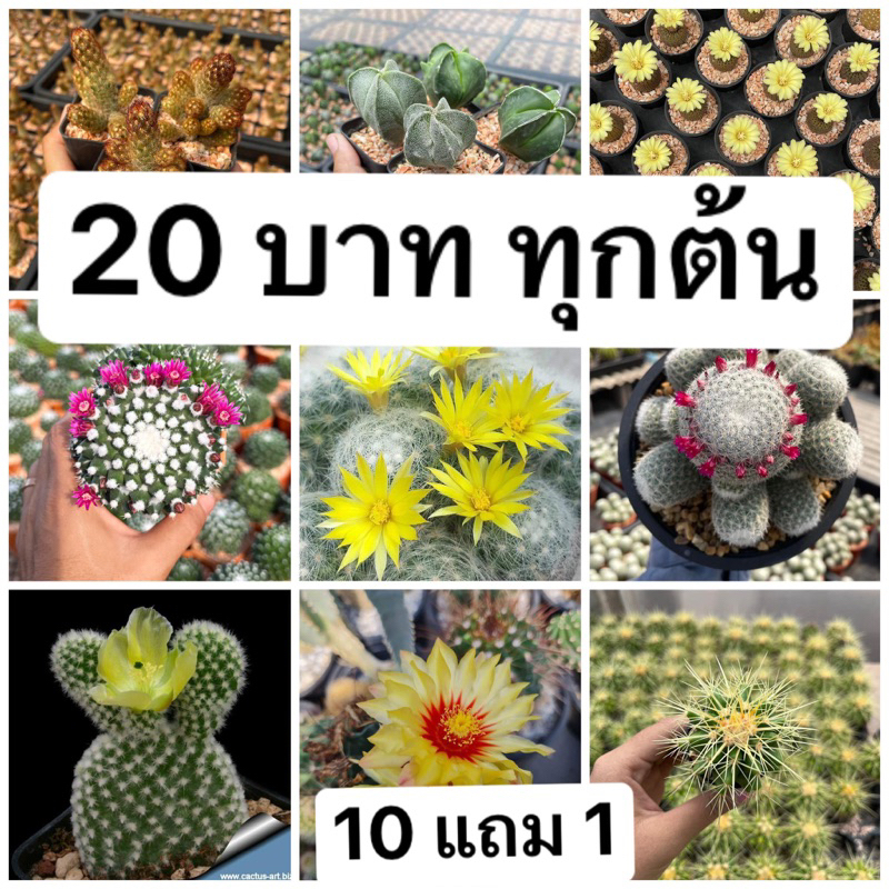 กระบองเพชรราคาถูก แคคตัส  ต้นละ 20 บาท  สินค้าพร้อมส่งจากสวน สั่ง 10 ต้น แถมฟรี 1 ต้น มีให้เลือกหลากหลายสายพันธ์