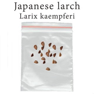 เมล็ดสน สนญี่ปุ่น Karamatsu - Japanese Larch - Larix kaempferi ร้านคนไทย บอนไซ