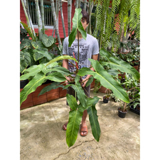 ฟิโลหูม้าหลังแดง หรือ ฟิโลเดนดรอนเม็กซิคานั่ม (Philodendron Maxicanum) ใบยาวกว่า 30ซม.