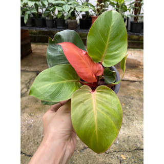 ฟิโลเดนดรอน ปริ้นออฟออเร้นจ์ 🌱  (Philodendron Prince of orange)