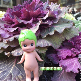 Sonny Angel 「Cabbage』น้องกะหล่ำปลี สินค้าลิขสิทธิ์