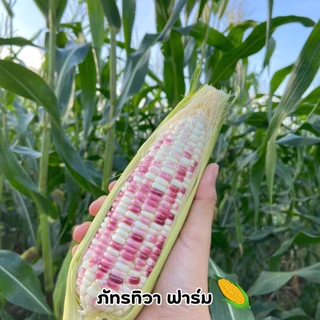 🌽พร้อมส่งที่สุด 🌽 ข้าวโพดเหนียวหวานชมพู เกรดส่งห้าง รสชาติเหนียวหนึบ หวานอร่อย ตัดสดใหม่ทุกวัน รับประกันอร่อยสุดใน 3 โลก