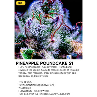 เมล็ดกัญชา ค่าย COPYCAT PINEAPPLE POUNDCAKE S1