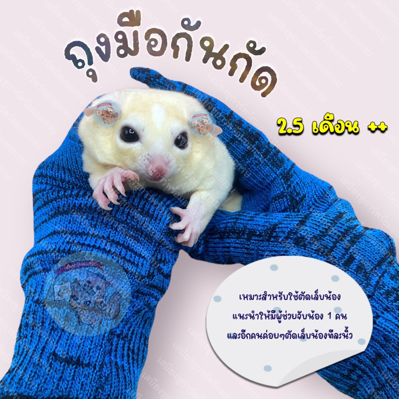 V ( ถุงมือผ้ากันกัด ) ถุงมือสั้น ถุงมือกันข่วน​ ถุงมือสัตว์ ถุงมือตัดเล็บ กรรไกรตัดเล็บ ชูการ์​ กระรอก​​ แฮมสเตอร์​