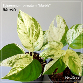 NewRootGarden อิพิมาร์เบิล Epipremnum pinnatum marble กระถาง 4 นิ้ว  ไม้ใบ ไม้ด่าง ไม้เลื้อย ไม้ประดับในร่ม